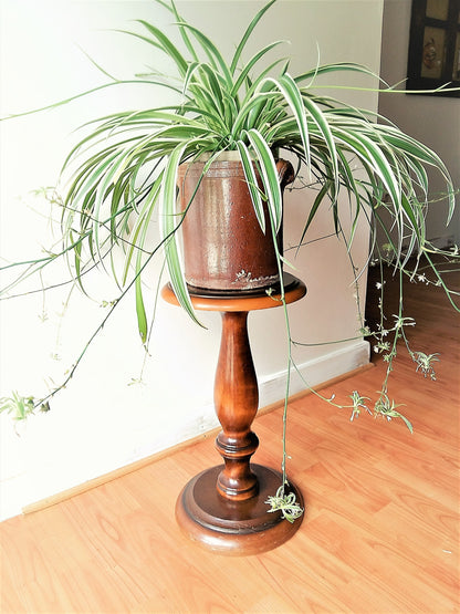 Polished Wood Pedestal Plant Stand from Tiggy & Pip - Just €149! Shop now at Tiggy and Pip